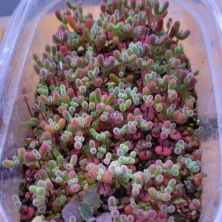 南***•无花朵98混合切糕。