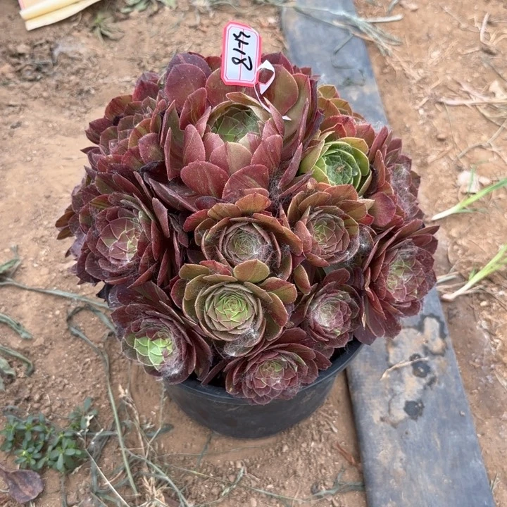 31-18花月夜的植物