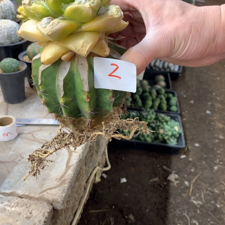 岩牡丹锦2号。。。。。。。。。。。