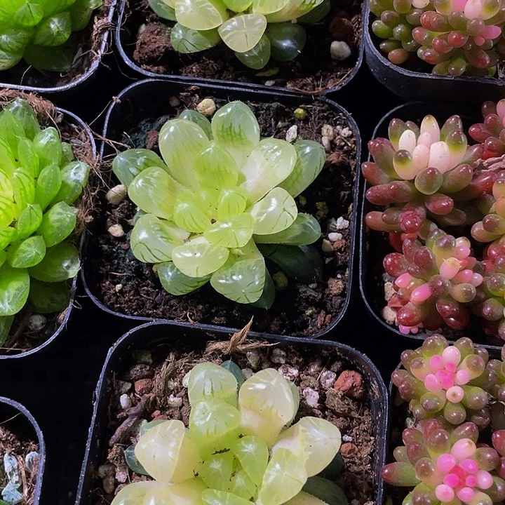 琥珀玉露4.8带盆土