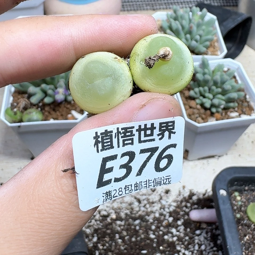 多肉植物的润泽dfc