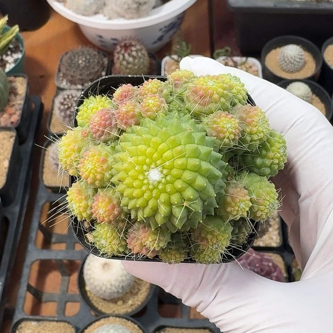 @***然无刺白珠仙人球123