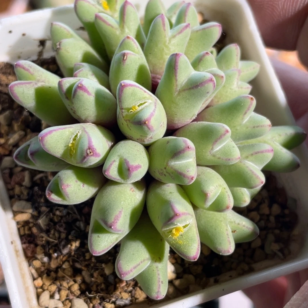 985猪蹄群生植物一物一拍