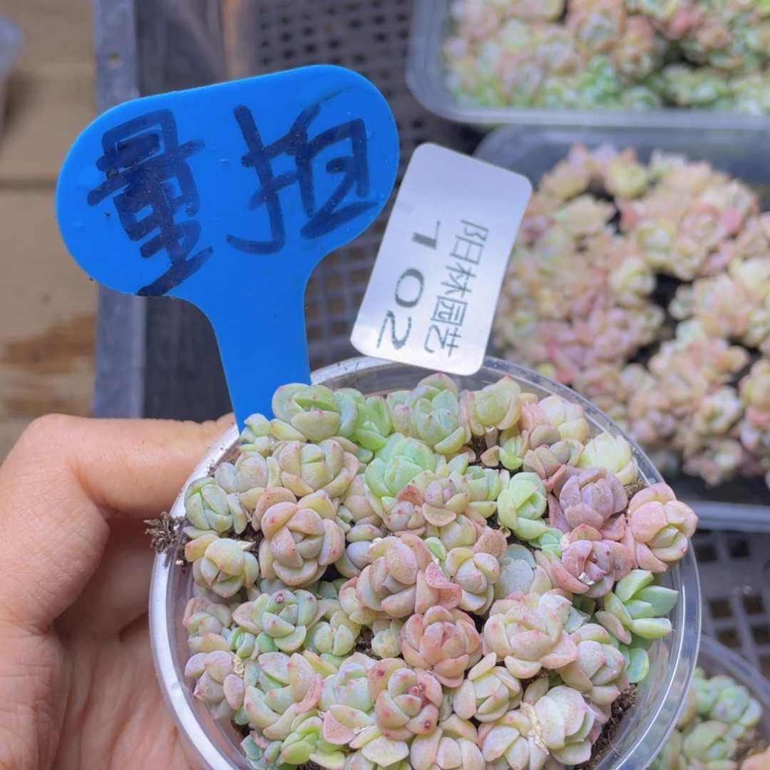 量拍多肉植物多肉植物102