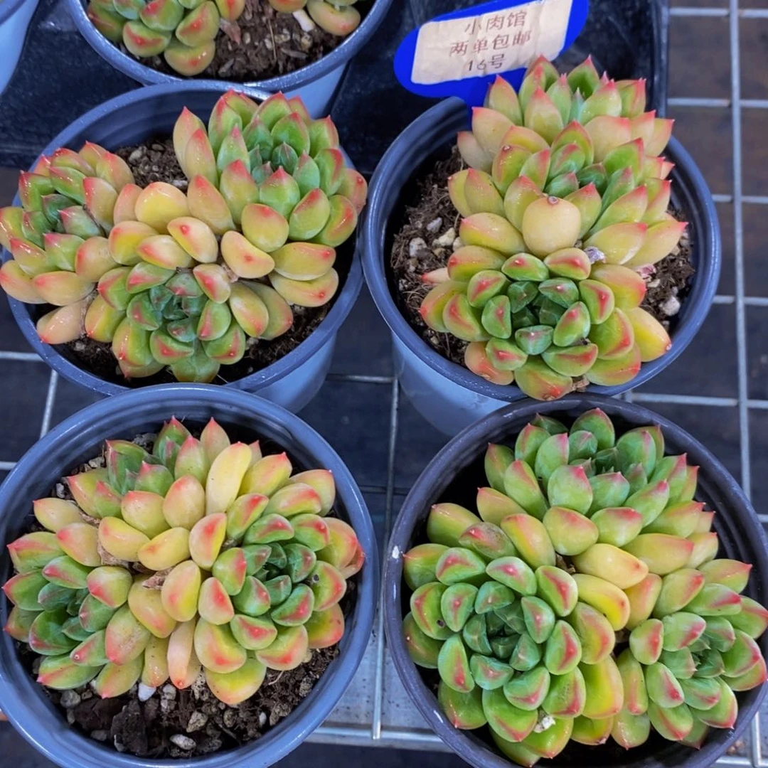 16-精品母本宝翠美人群一个