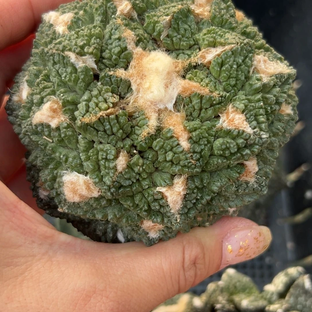 O*866 有根 仙人球的世界杯