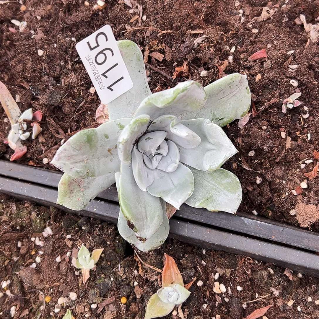 3代杂交仙女杯多肉。