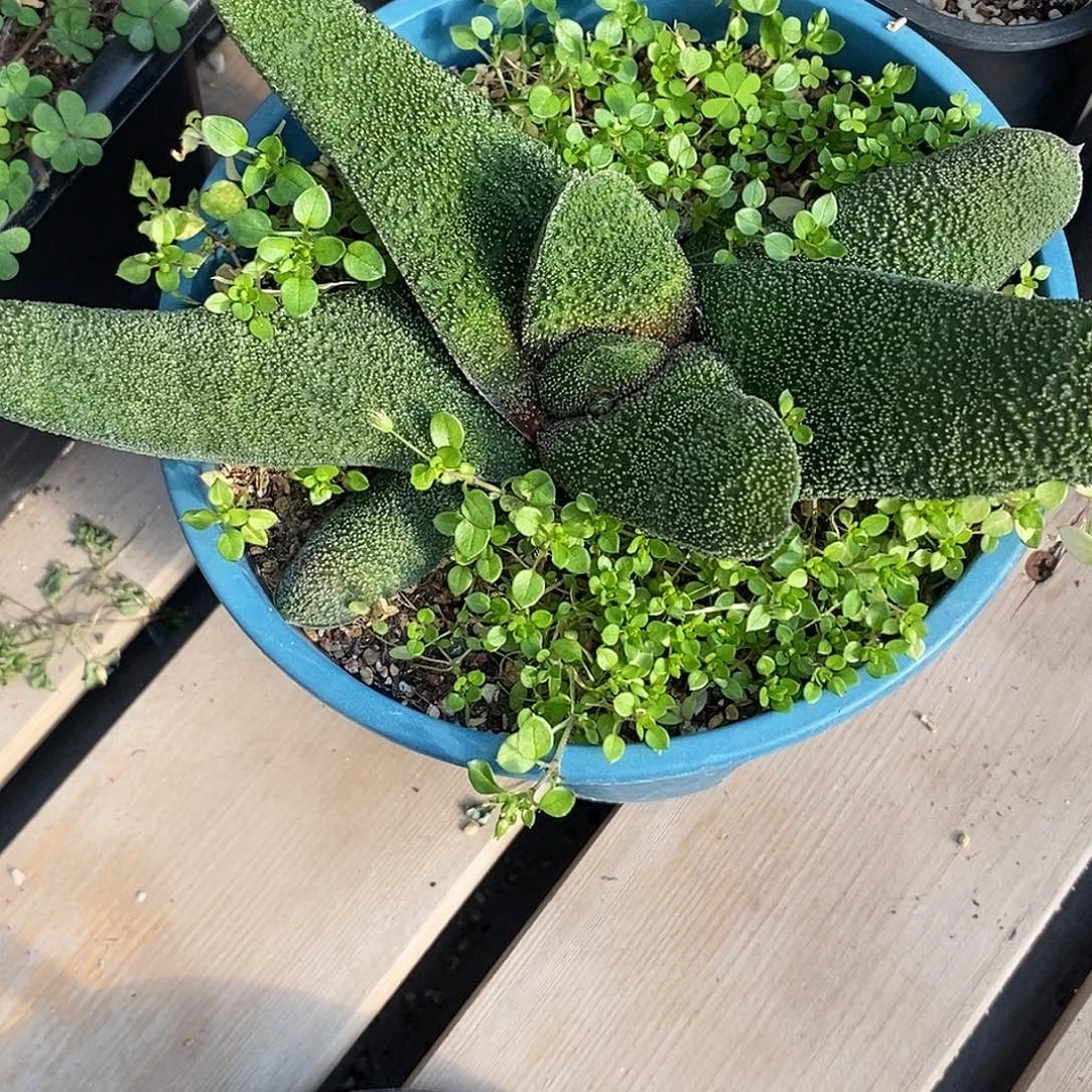 *****不带盆脱土裸根发货