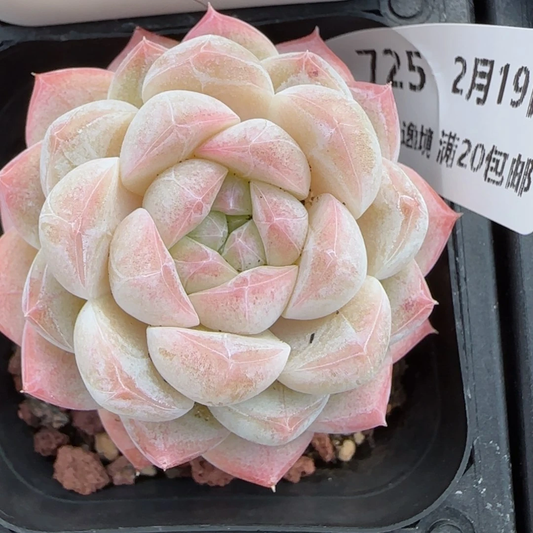 花语逸境0219-725