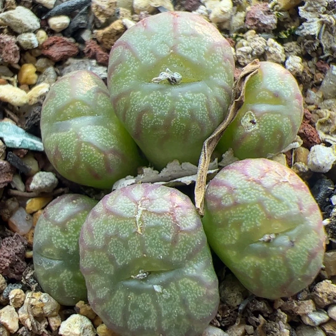 大家过年好22640