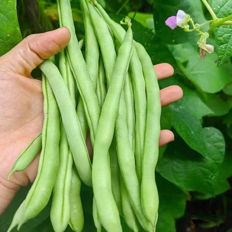 【云南新鲜四季豆】四季豆老品种露天自种新鲜四季豆小筋豆