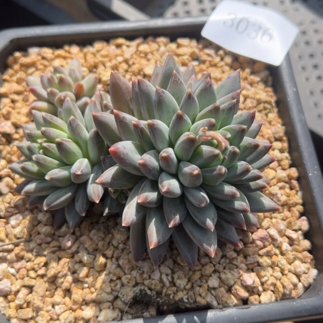 堡**适3036多肉多多多多多