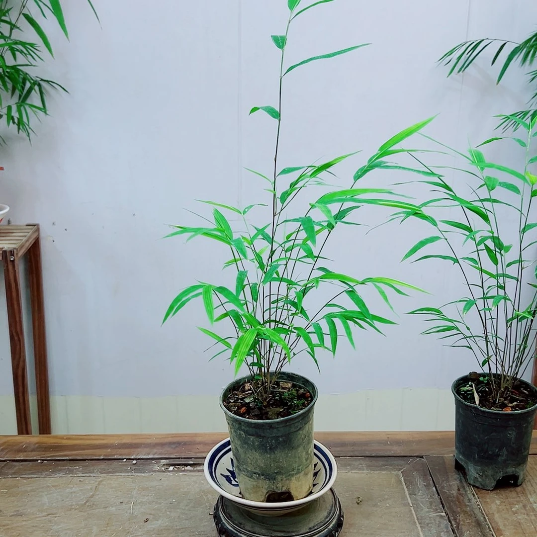 不开花植物内门竹