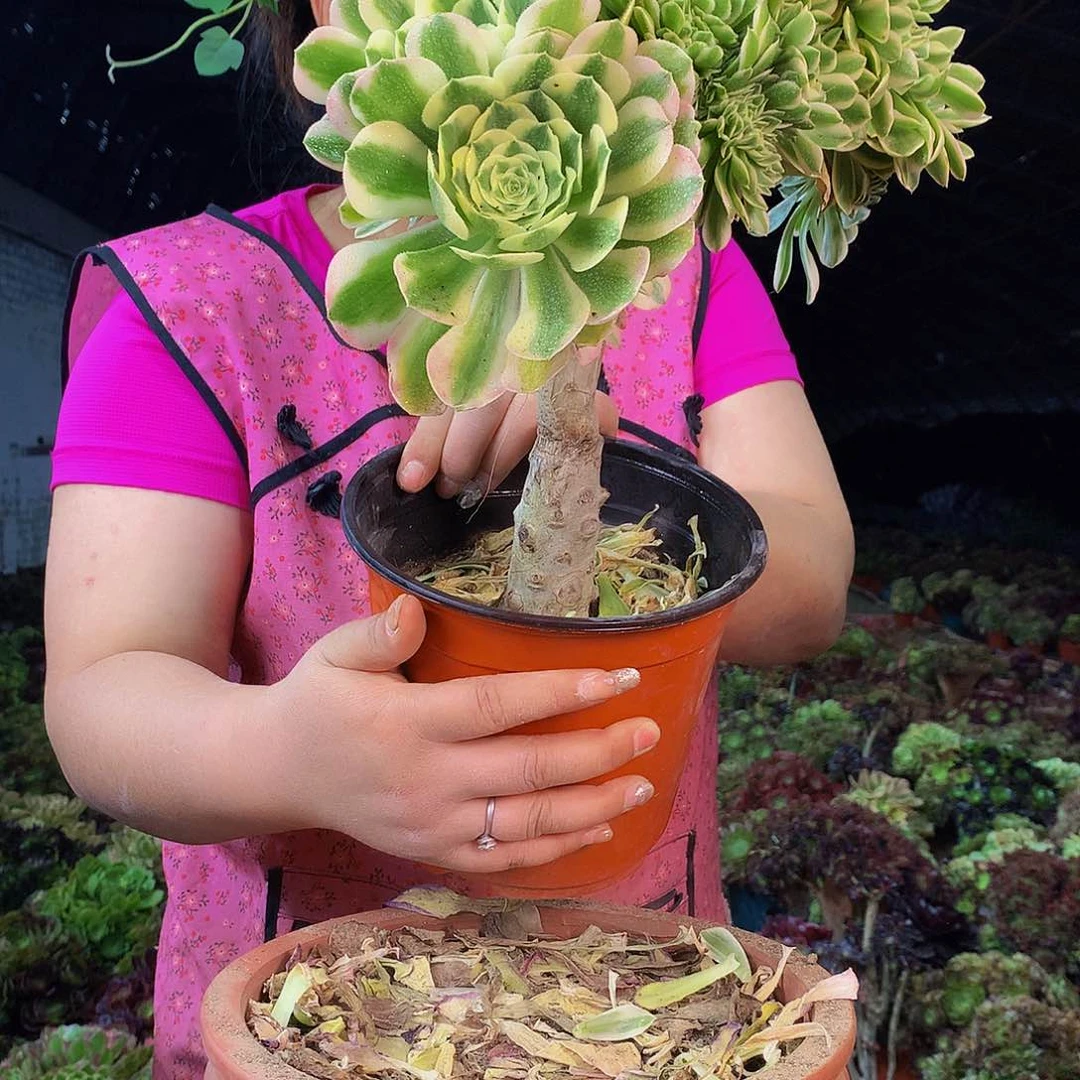 无花朵柒哥多肉法师不包侧断枝5