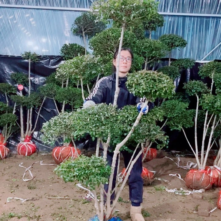 徽*园一物一拍一物一拍