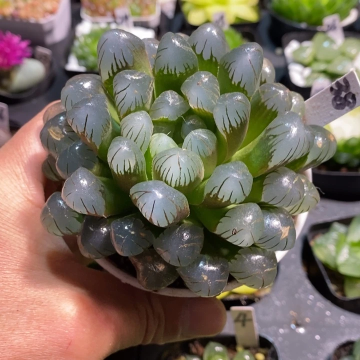 母本大冰灯一物一拍