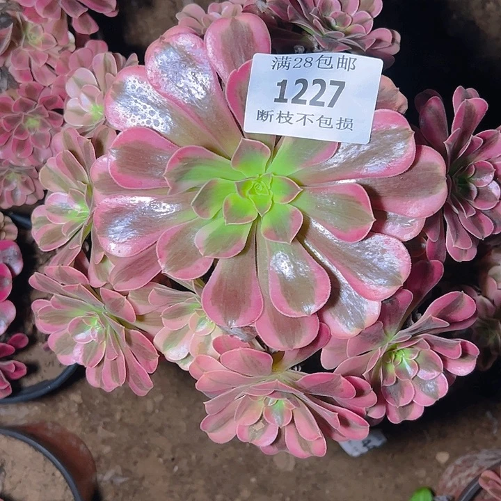 一***爱1227美杜莎多肉植物