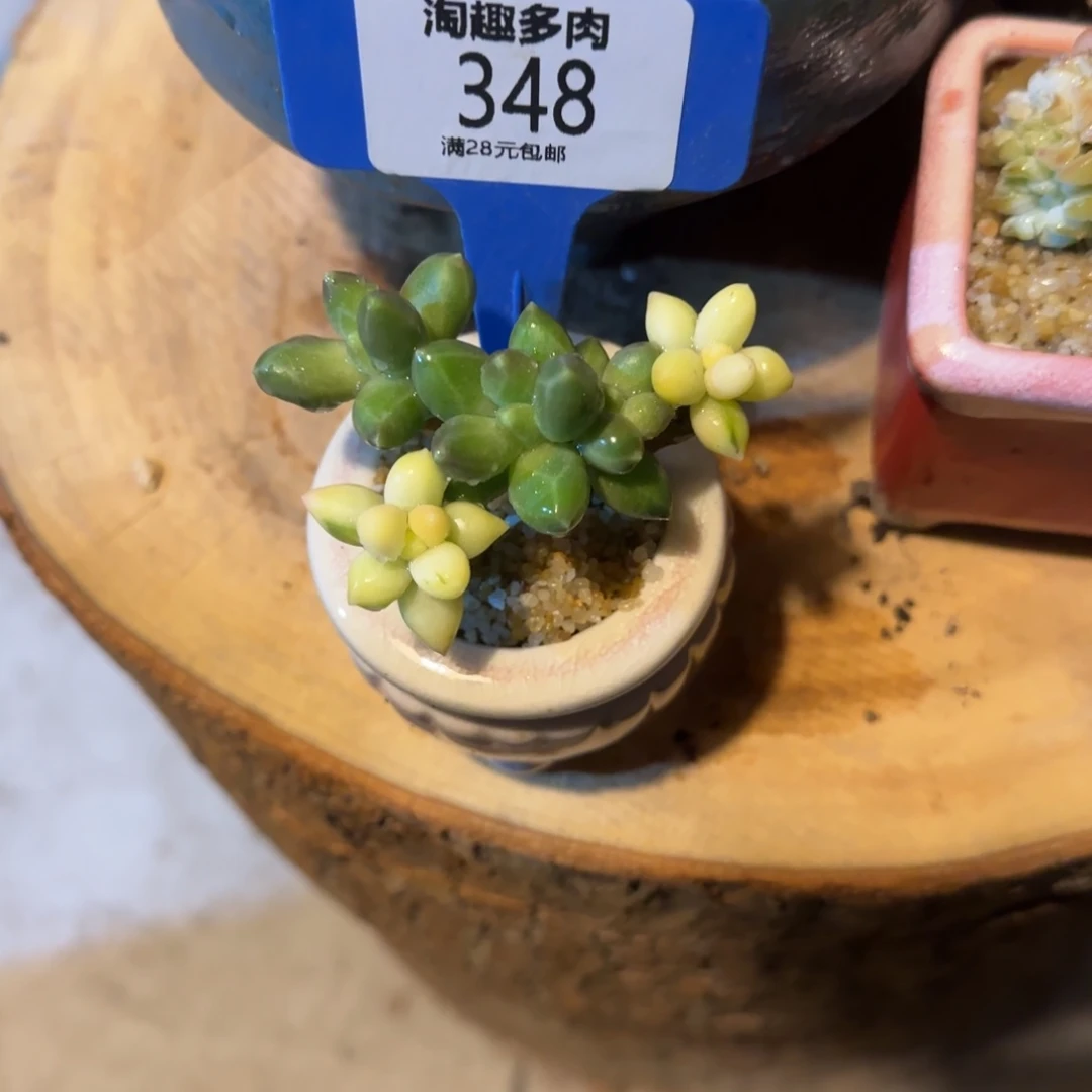 千代田滋松井多头多肉植物