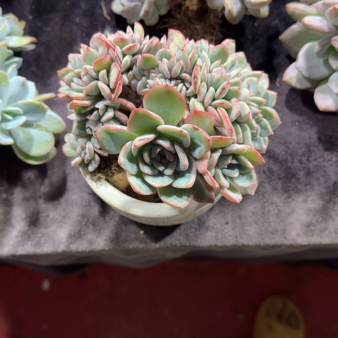 喵****泡芙缀化瑕疵一物一拍