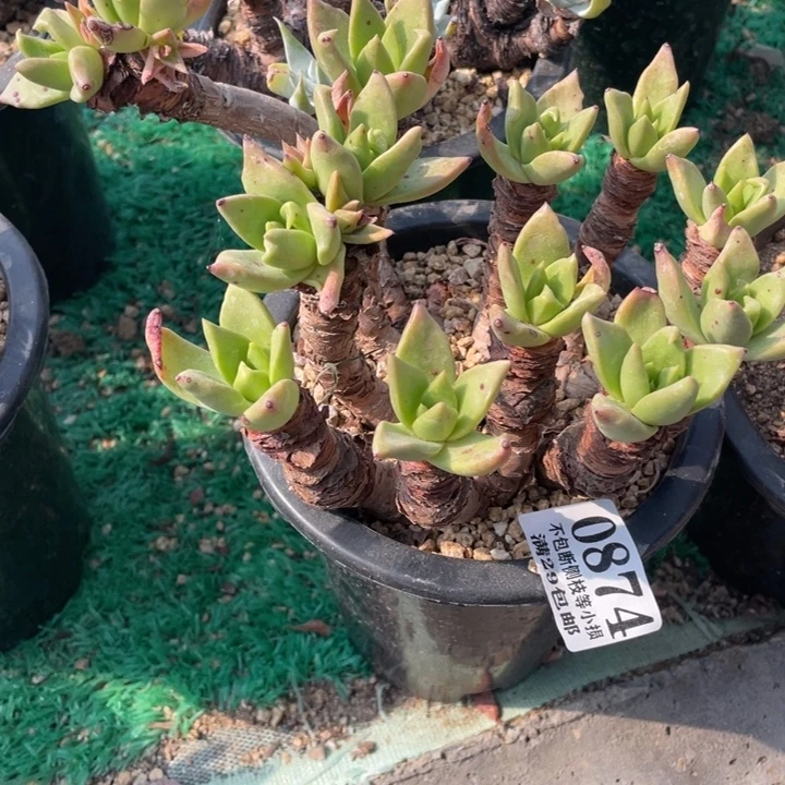 874号帕莫瑞苹果叶多肉