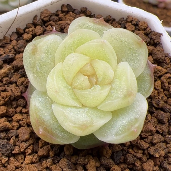 白暮，一物一拍，尺寸不大