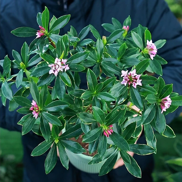 浓香型金边瑞香盆栽带花苞耐寒室内外老桩花卉植物