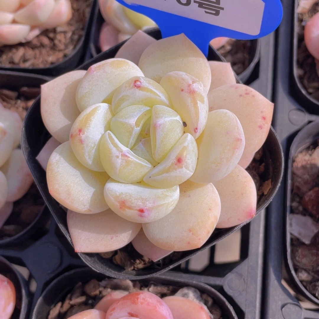 970号 丸叶奶油大白兔