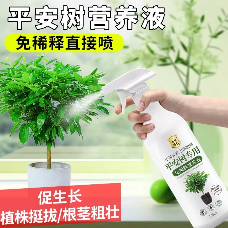 平安树免稀释专用营养液叶子干枯发黄专用肥料盆栽免稀释水溶肥料