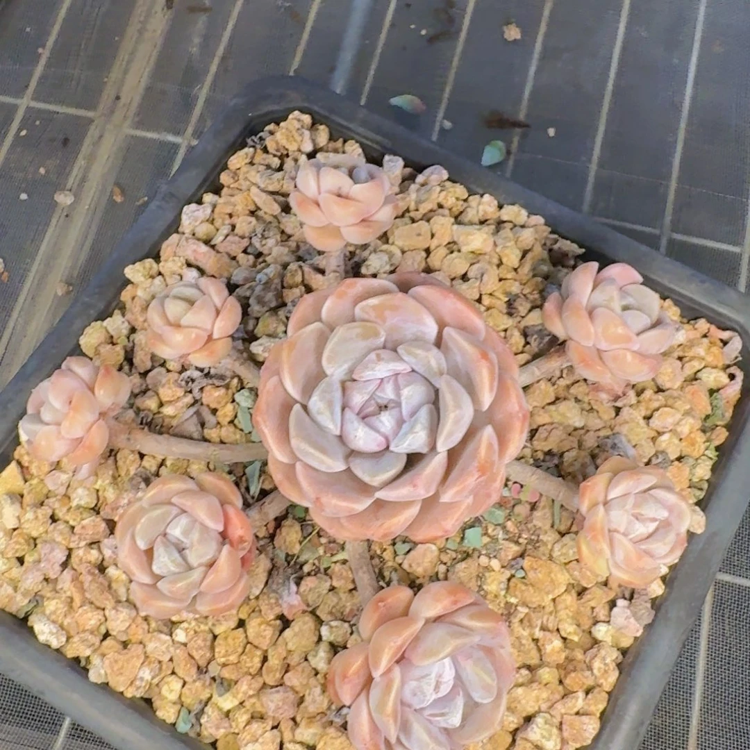 *****多肉植物的生长发育