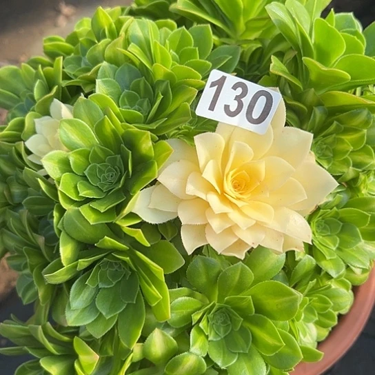 ?**n多肉植物一个有砍