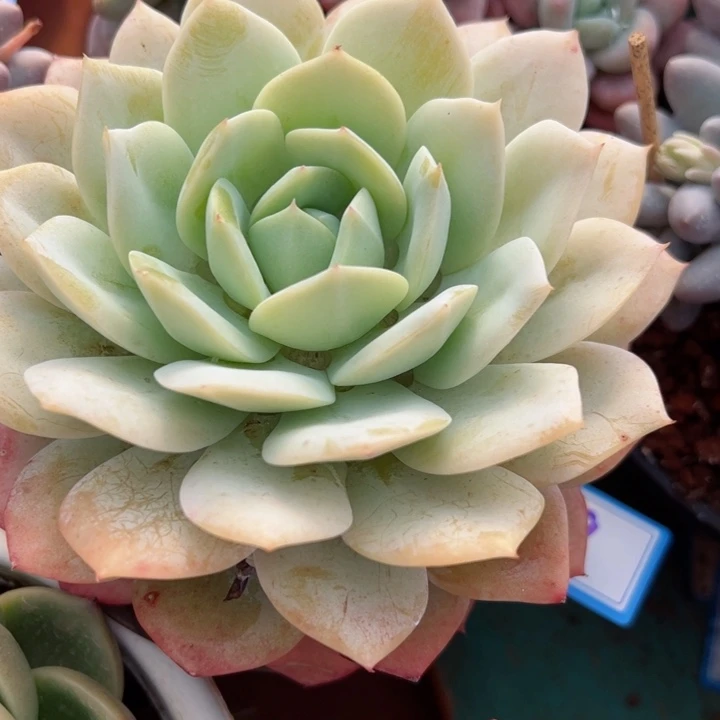 59恋曲平平安安健健康康