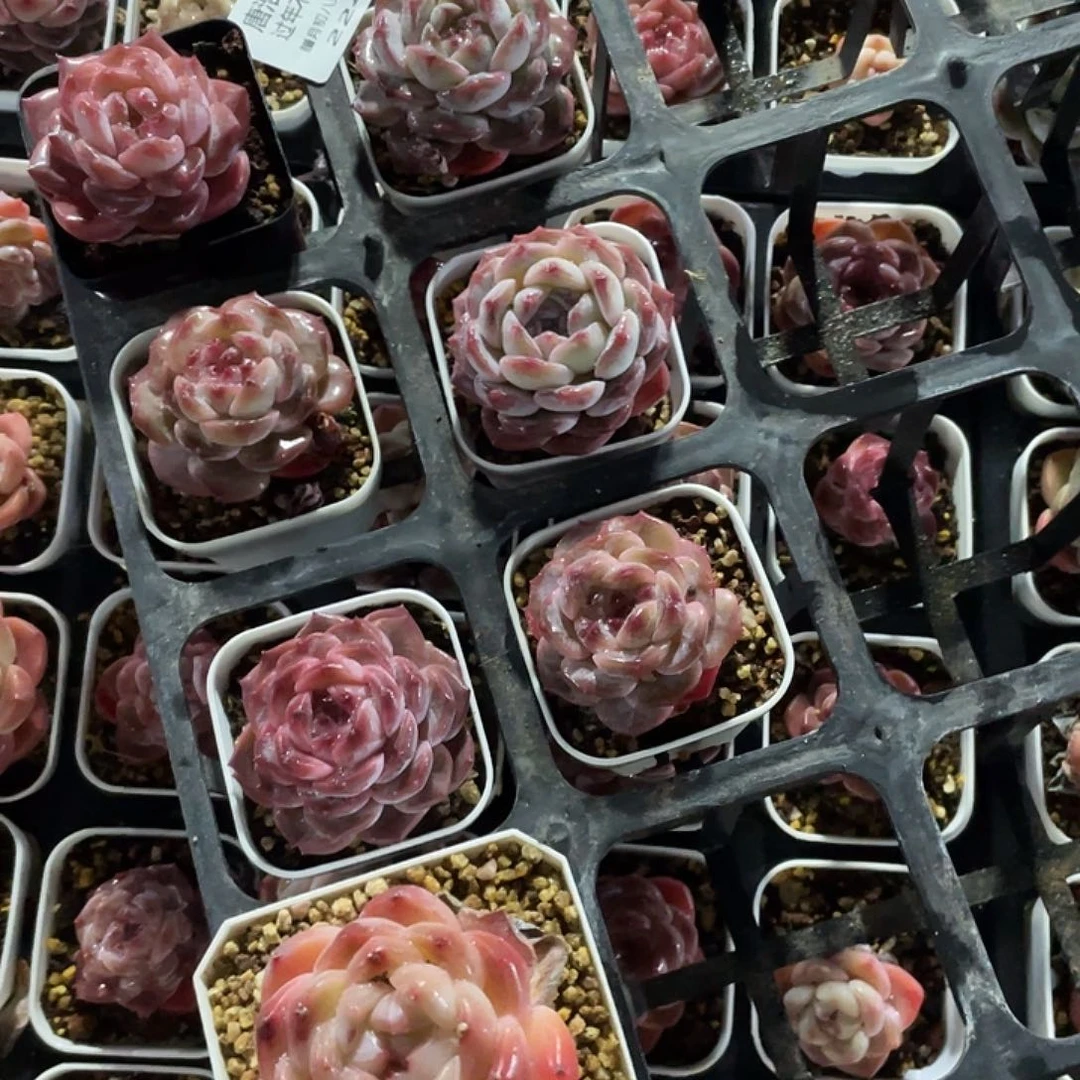 ?**?糖心一物一拍224