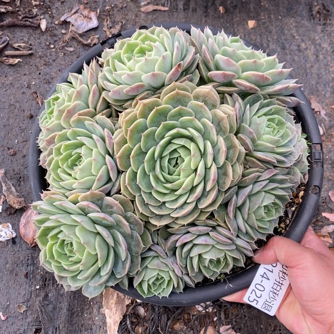 两单包邮1214-25昂斯诺