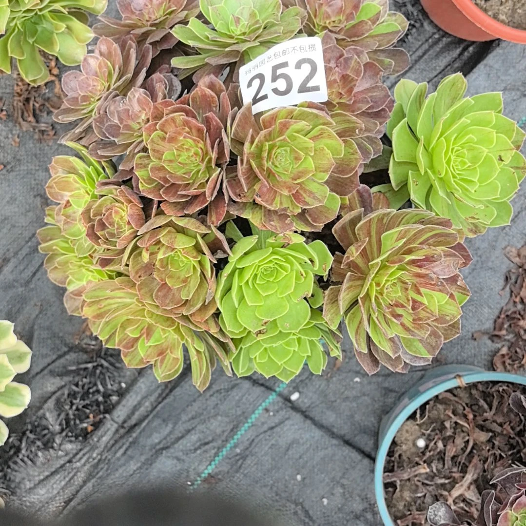 252花月夜花3-26花