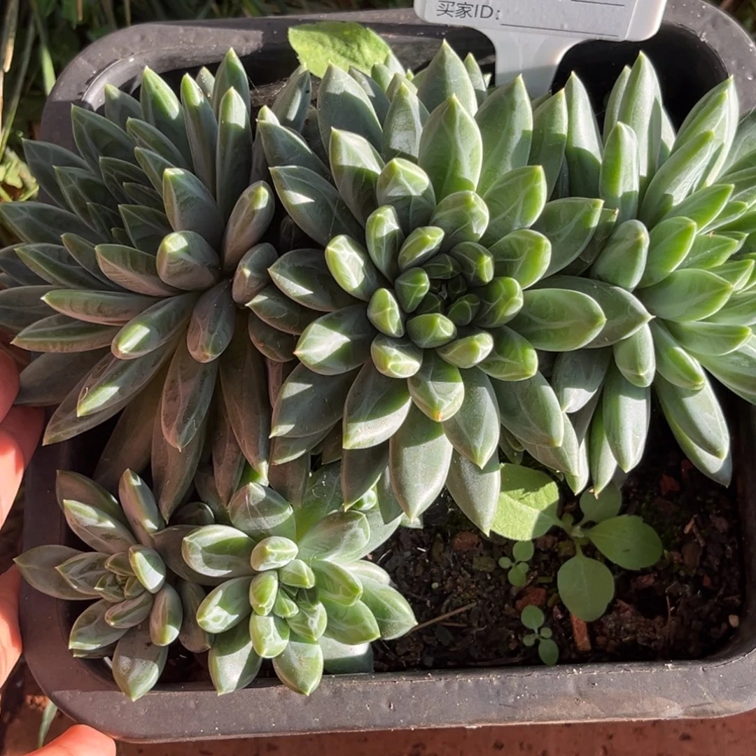 麒麟座多肉植物29.8