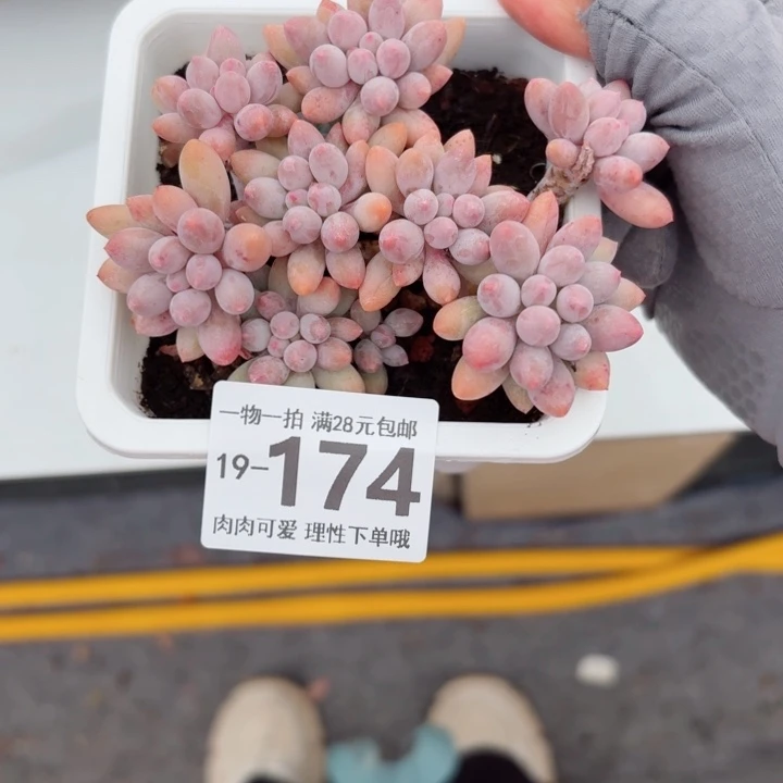 婴儿手指多肉植物多肉多肉