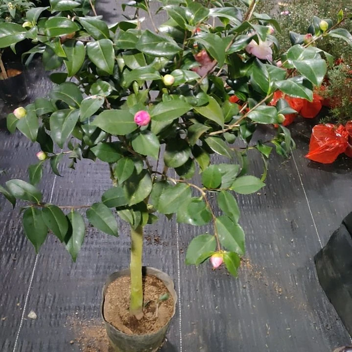 314康寿桃，原盆原土发货