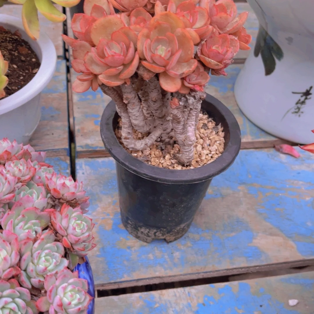 ღ***এ多肉植物保护研究所所长一
