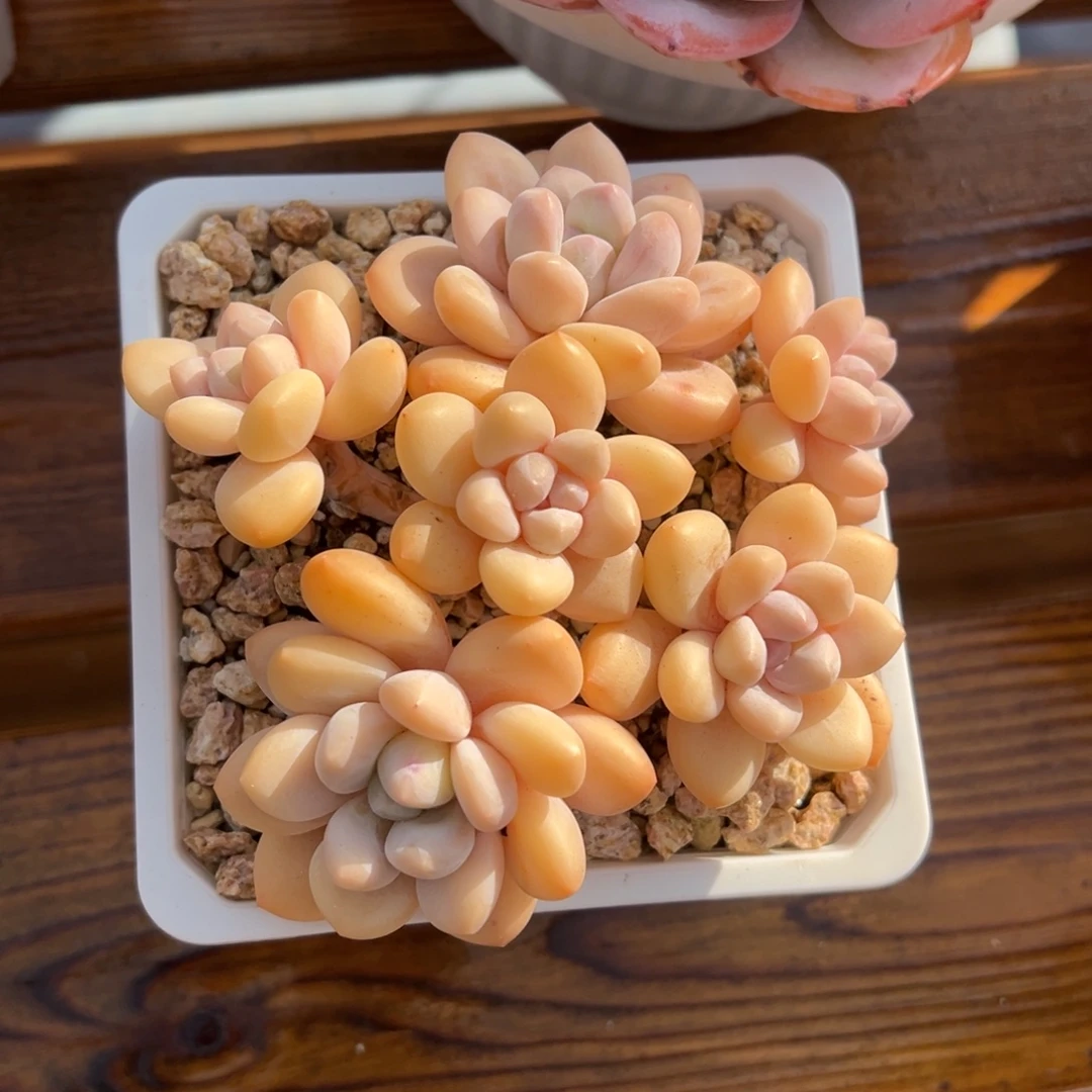 张张精品多肉甄选香水