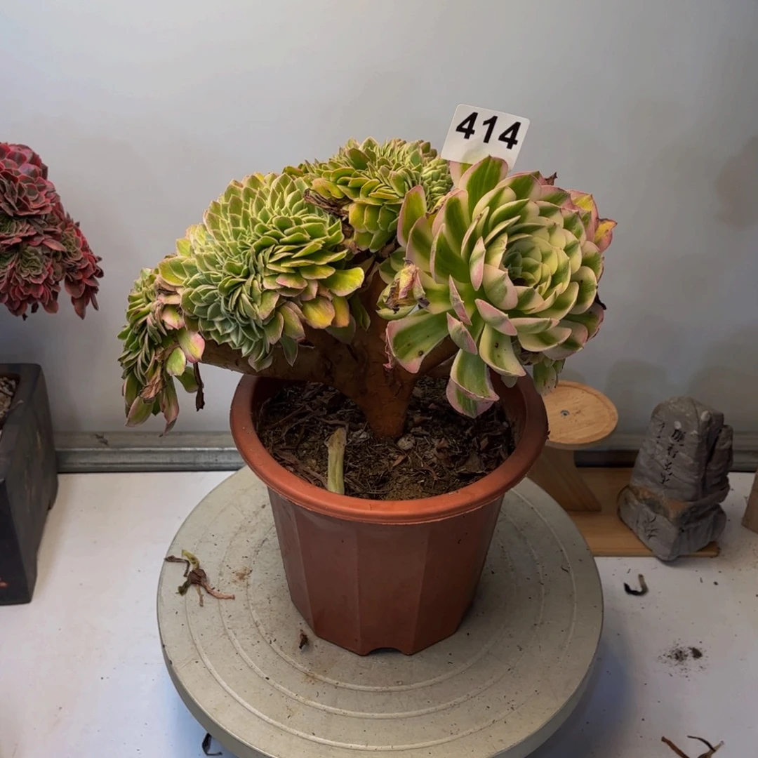 多肉植物海王缀414