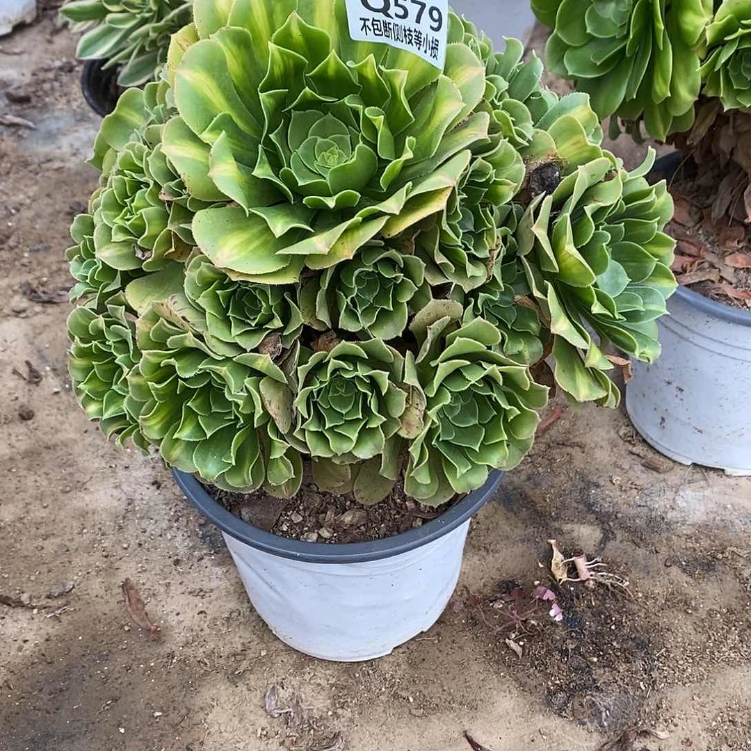 579翡翠琉璃多肉法师锦