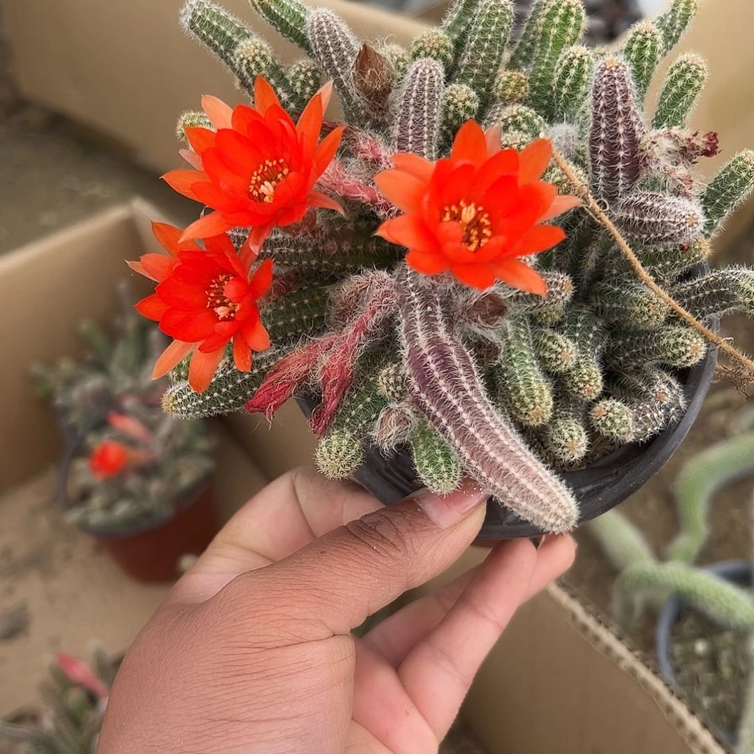 风****子多肉植物多肉植物