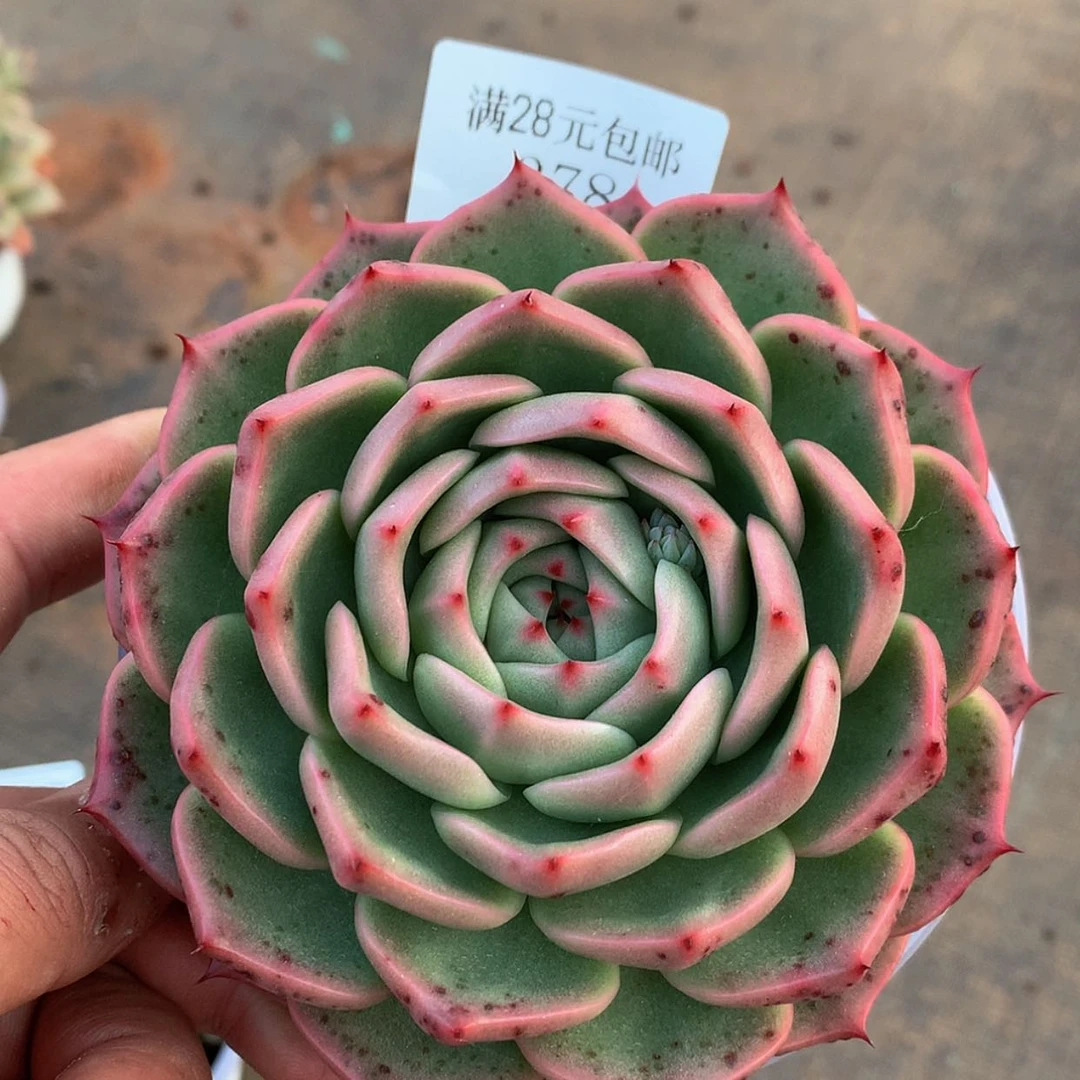 【闪购商品】云378号