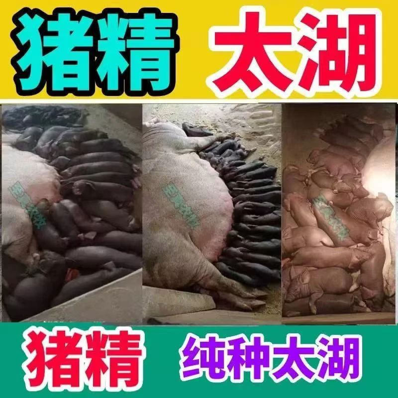 原种正宗一代太湖猪精公猪精液生态养殖户推介用品