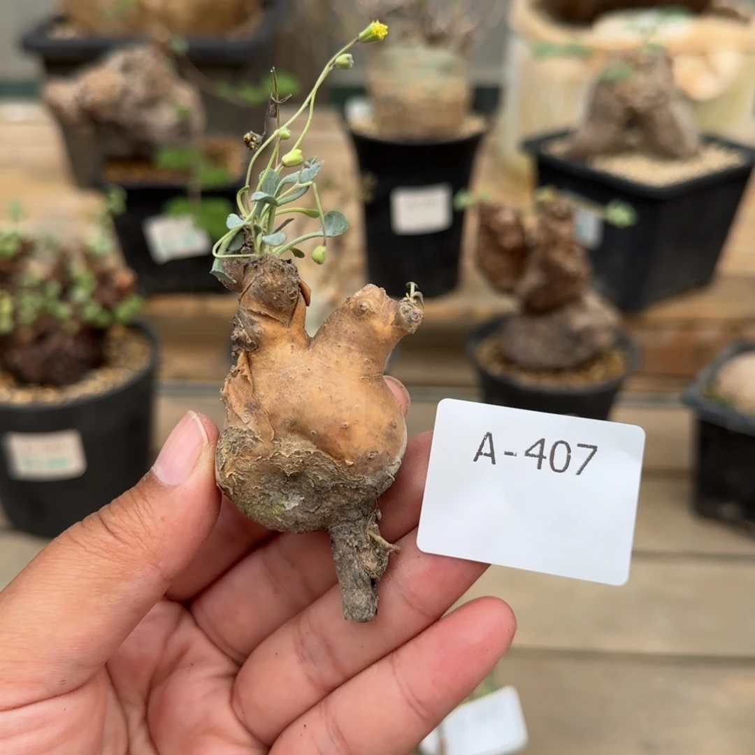 407开普敦厚敦菊块根植物