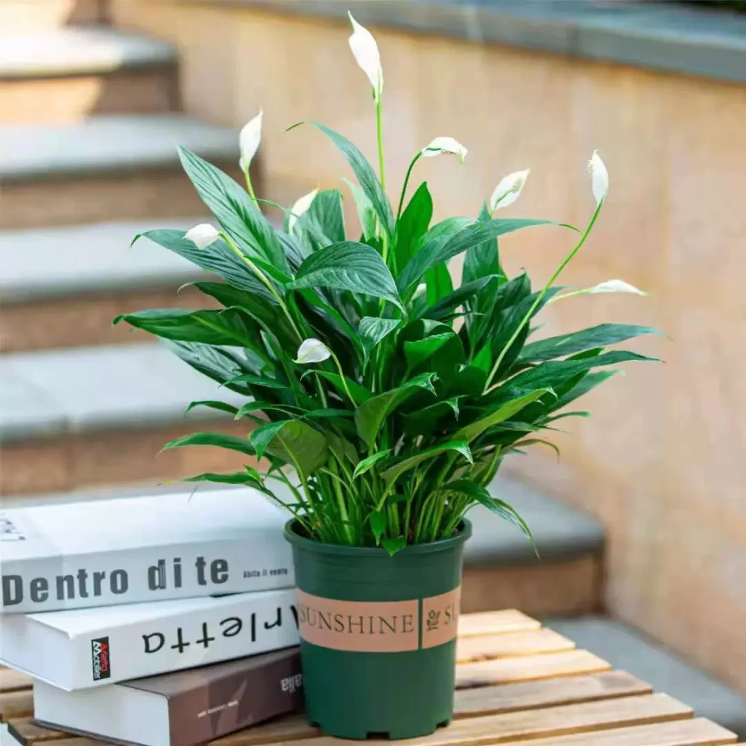 一帆风顺绿植盆栽花卉一盆带花发货送朋友开业乔迁