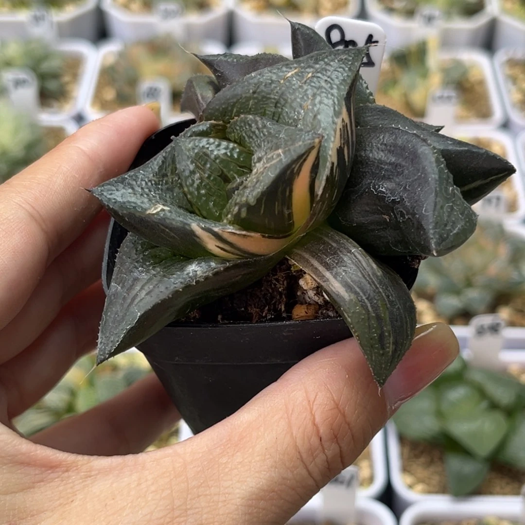 805厚叶芭提雅锦哈哈哈哈哈