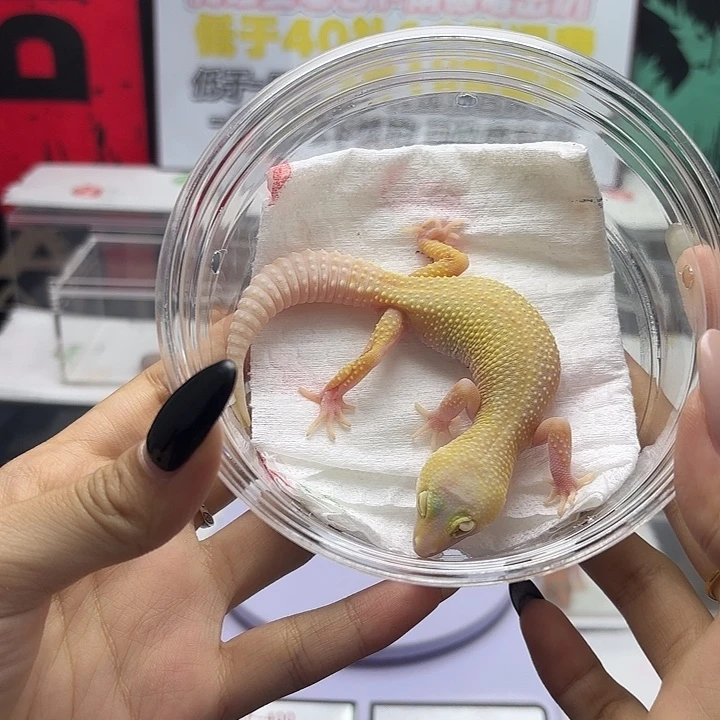 豹纹守宫清白化 妹妹 缺眼帘 v187