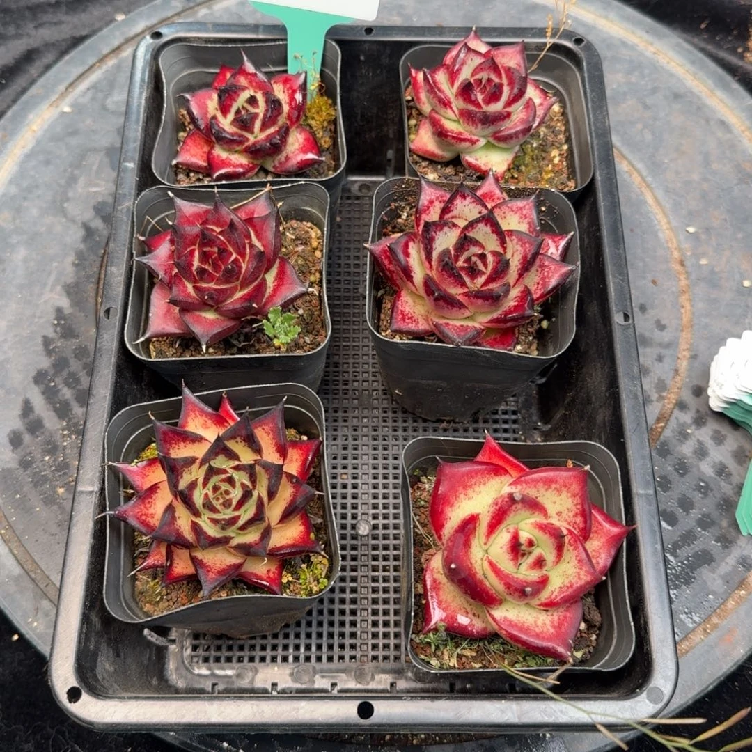 从前慢多肉精选编号1211.52