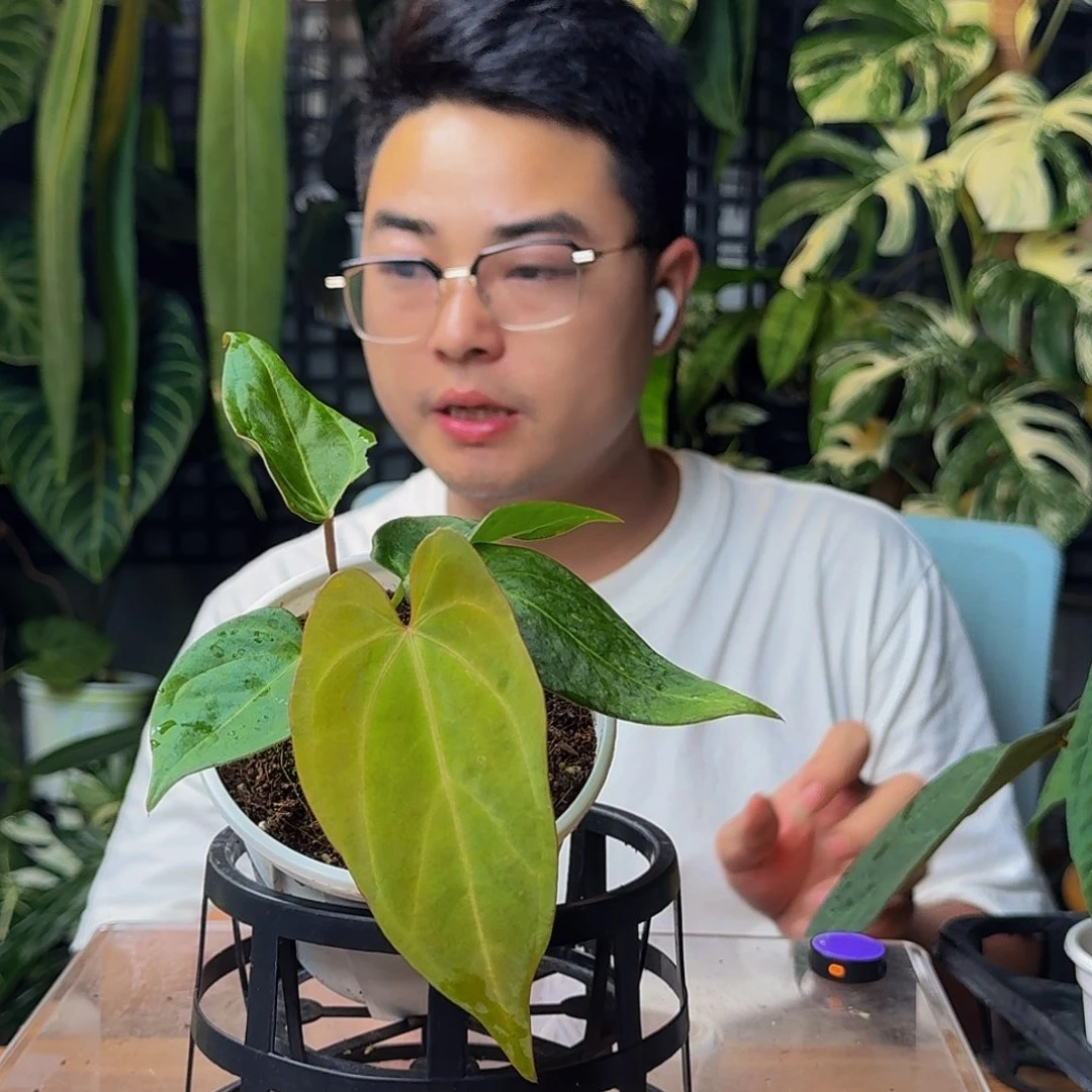 秋***茶无花朵一物一拍y126